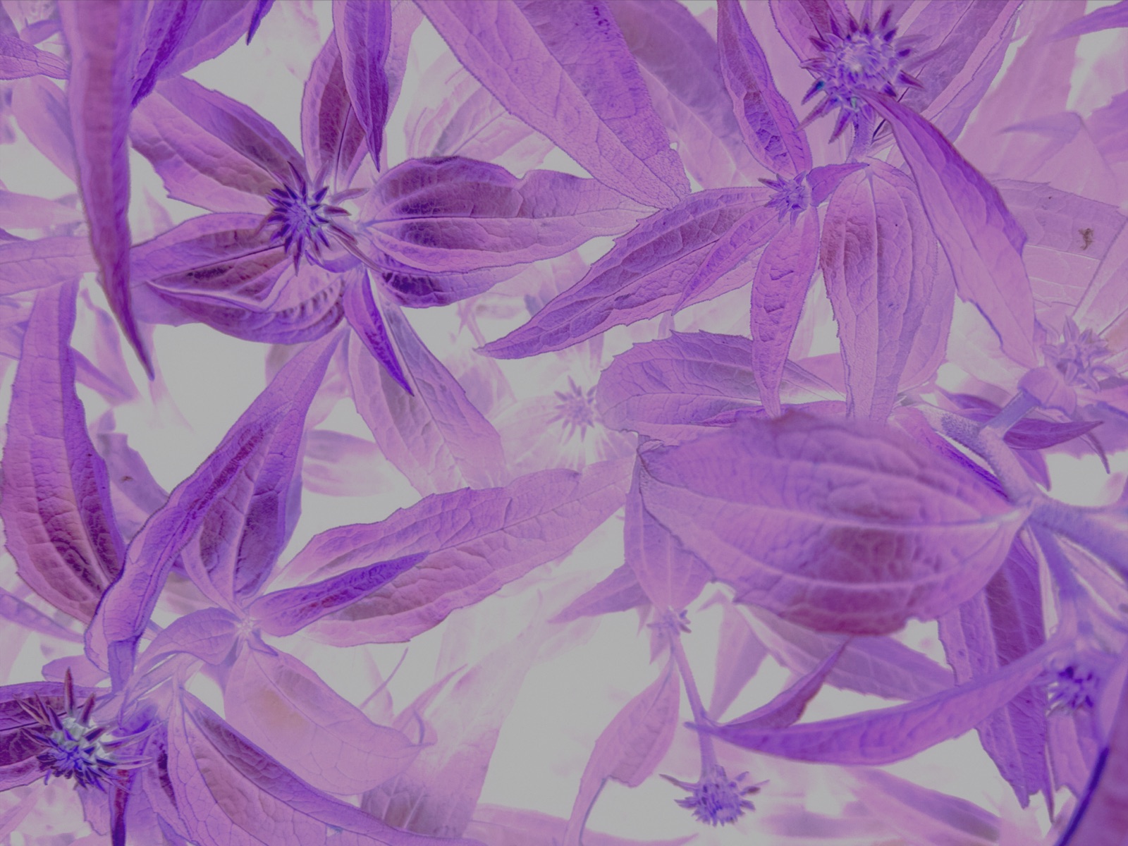 A developed Rewind frame